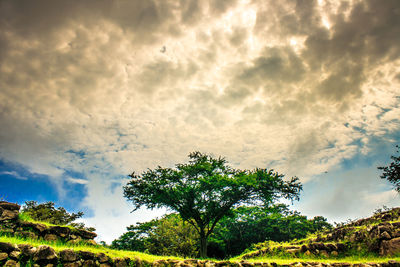 Low angle view of trees against cloudy sky