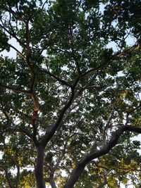 Low angle view of trees against sky