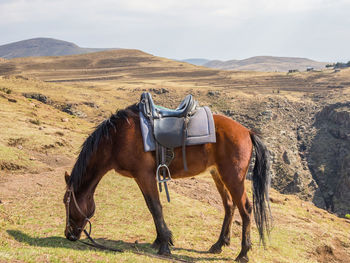 Side view of horse on field against mountain
