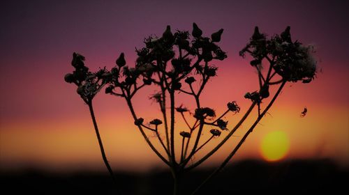 Close-up of silhouette plants against sky during sunset