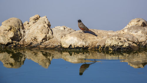 Bird perching on rock