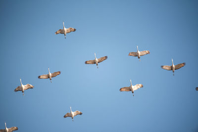 Low angle view of cranes flying against clear sky