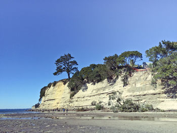 Trees on beach against clear blue sky