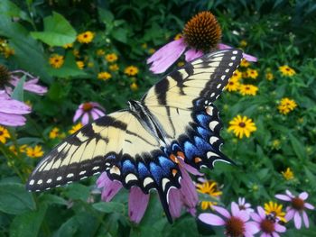 Close-up of butterfly pollinating flower