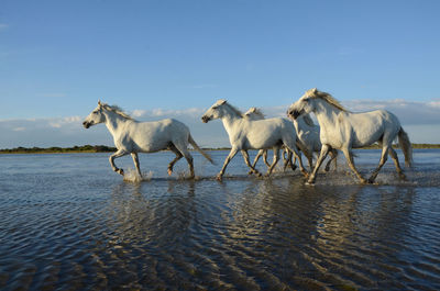 Horses in the water against sky 