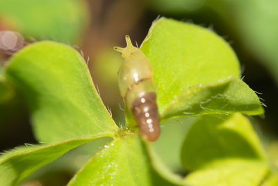 Close-up of insect on leaf