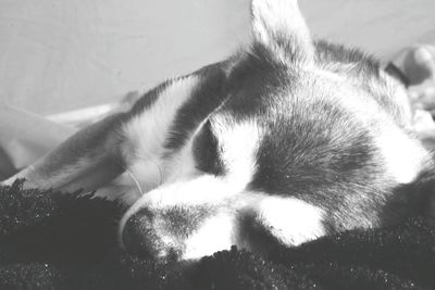 Close-up of cat sleeping