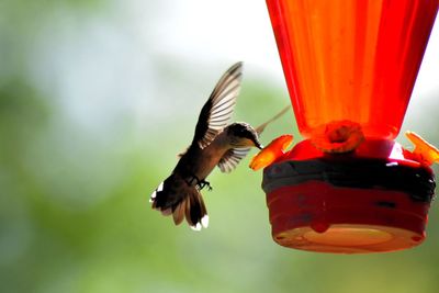 Hummingbird flying by bird feeder