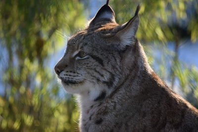 Close-up of a cat looking away