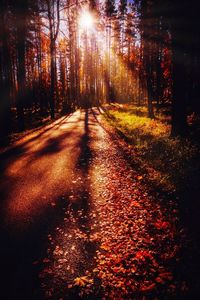 Road amidst trees in forest during autumn