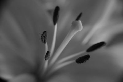 Close-up of flower blooming outdoors