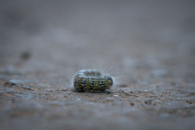 Close-up of insect on rock