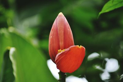 Close-up of flower blooming outdoors