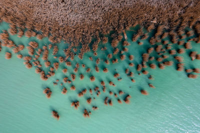 High angle view of jellyfish in water