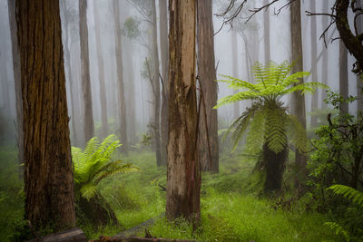Trees growing in forest