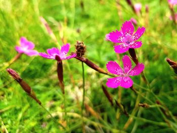 Close-up of pink flowering plant on field