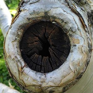 Close-up of tree stump