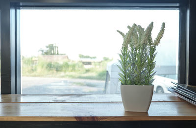 Close-up of potted plant on window sill at home