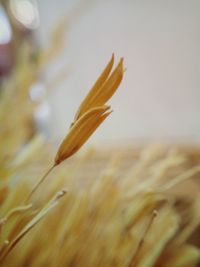 Close-up of flower against blurred background