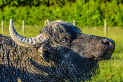 Close-up of an animal on field