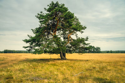 Tree on field against sky