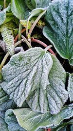 Close-up of ivy