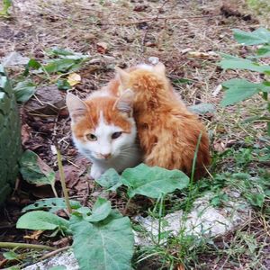 Portrait of a cat on field