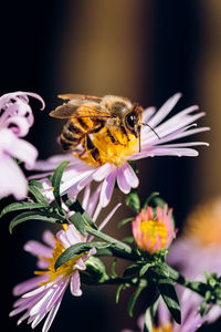 Close-up of bee pollinating on flower
