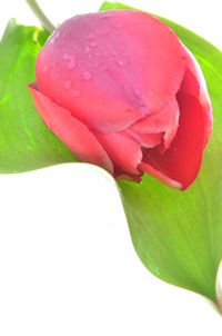 Close-up of water drops on rose