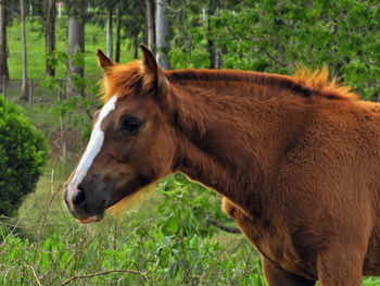 Horse in a field