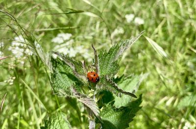 Close-up of ladybug on plant