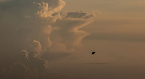 Low angle view of birds flying in sky