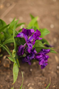 Close-up of purple flowering plant