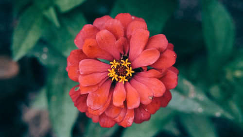 Close-up of orange flower