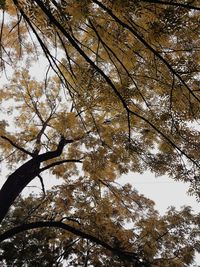 Low angle view of trees against sky