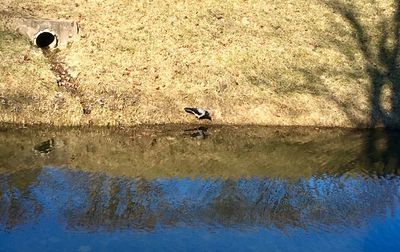 High angle view of bird perching on lake