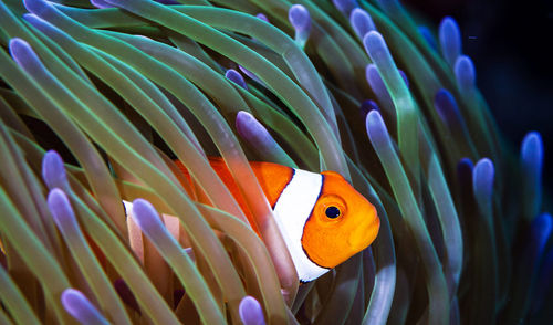 Close-up of fish swimming in sea