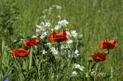 Close-up of red poppy flowers growing on field