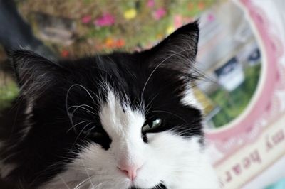 Close-up portrait of a cat