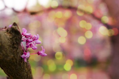 Close-up of pink flowers