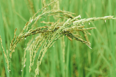 Close-up of grass on field