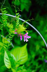 Close-up of plant growing outdoors