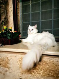 Cat sitting on a window