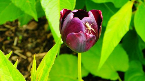 Close-up of purple flower blooming outdoors