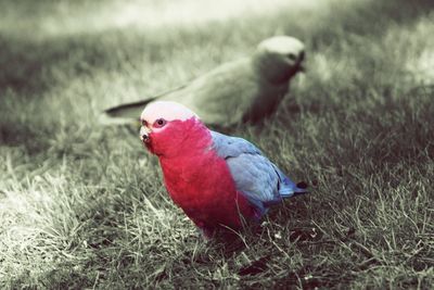 Close-up of parrot perching on field