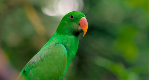 Close-up of parrot perching on leaf