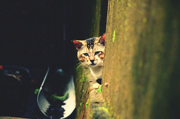 pets, domestic cat, domestic animals, animal themes, cat, feline, mammal, one animal, portrait, looking at camera, whisker, alertness, staring, selective focus, sitting, indoors, front view, zoology, no people, animal eye