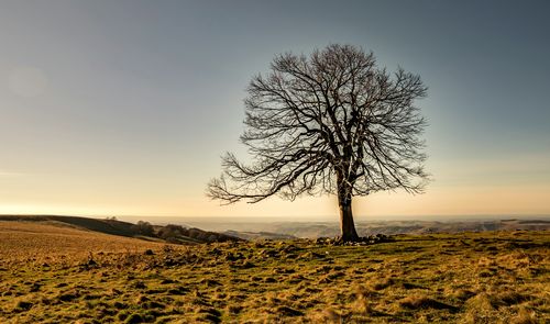 Bare tree on field against sky