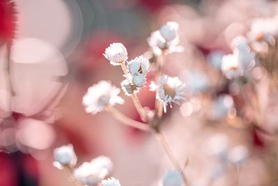 Close-up of cherry blossoms