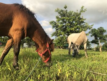 Horses grazing in field against sky